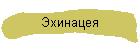 Эхинацея