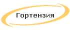 Гортензия