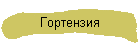 Гортензия